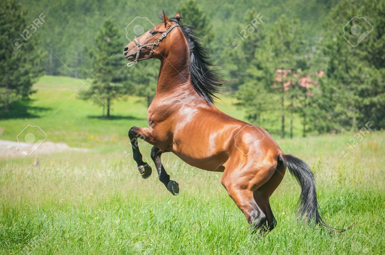 Ten Sovereigns Conformation Shot